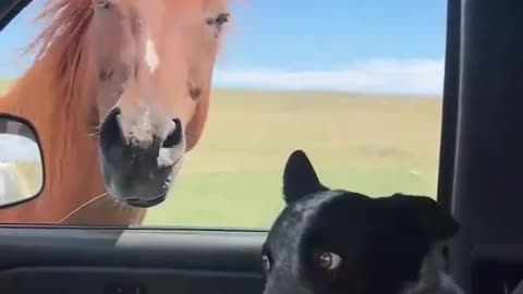 🐶😮 The Funniest First Encounter EVER! Dog Sees a Horse for the First Time | FunFM