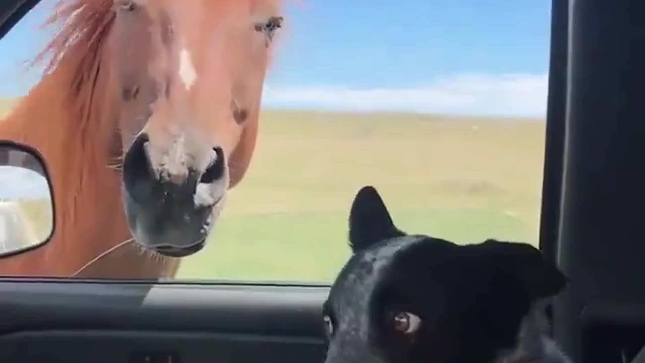 🐶😮 The Funniest First Encounter EVER! Dog Sees a Horse for the First Time | FunFM