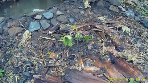 241216A___Madeira_NS-404,_beautiful_weather_every_day.(1080p)