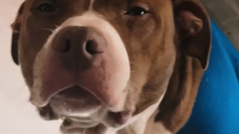 Dog Suspended From Roof Rafter For Nail Trim