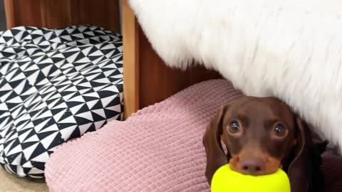 Dachshund at Doggy Daycare
