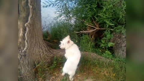 dog