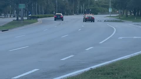 Ducks Being Traffic Cones