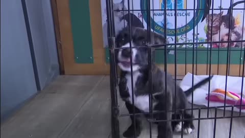 Animal Shelter Overflowing with Unwanted Pets