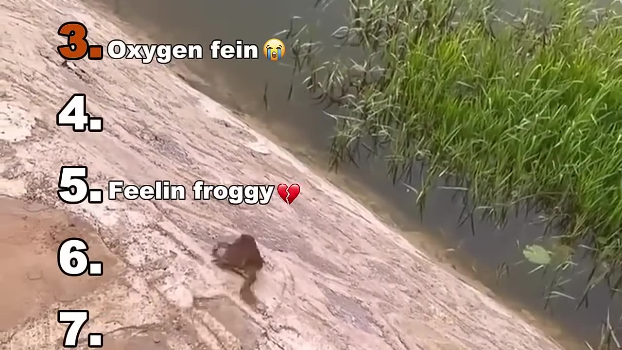 Dolphin dancing funny video
