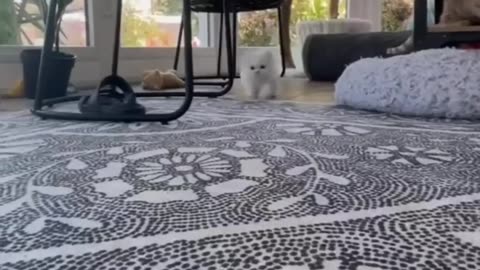 Cuteness Overload 🐱 | Animals in Relax Mode