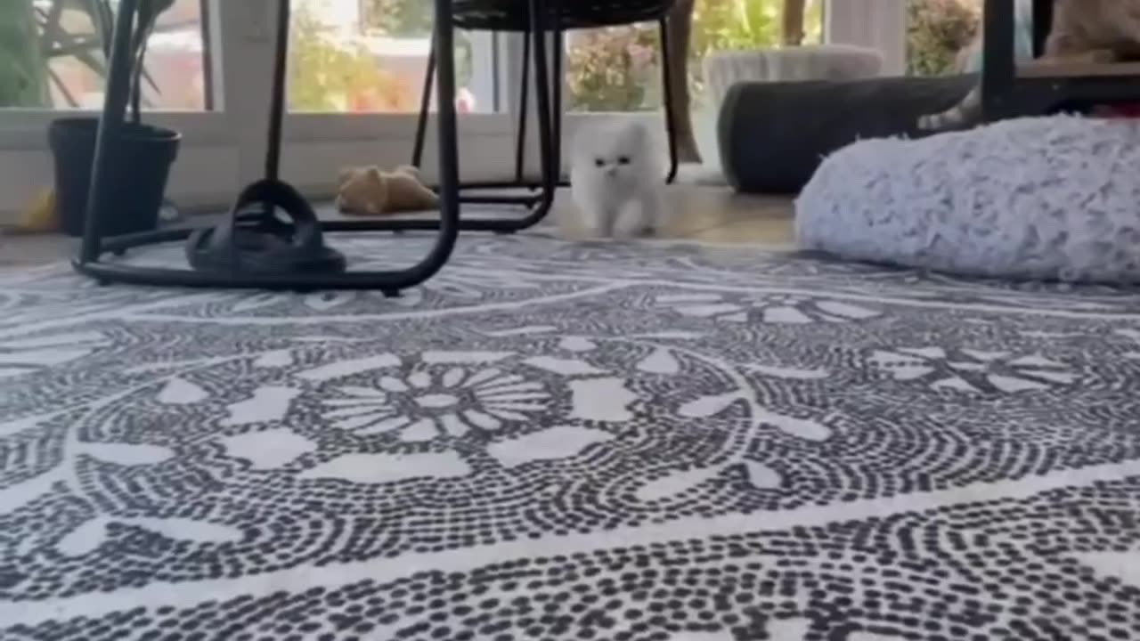 Cuteness Overload 🐱 | Animals in Relax Mode