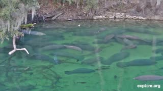 Tranquil Waters | Music and Manatees For Calm and Relaxation