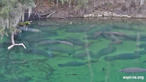 Tranquil Waters | Music and Manatees For Calm and Relaxation
