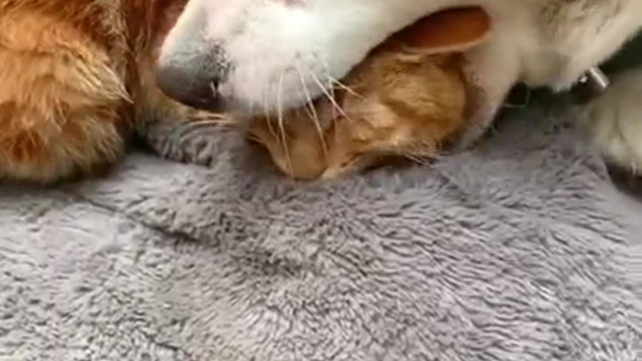 ` Playful Cat Mischief `