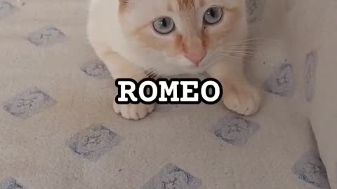 CAT ROMEO ROKERO