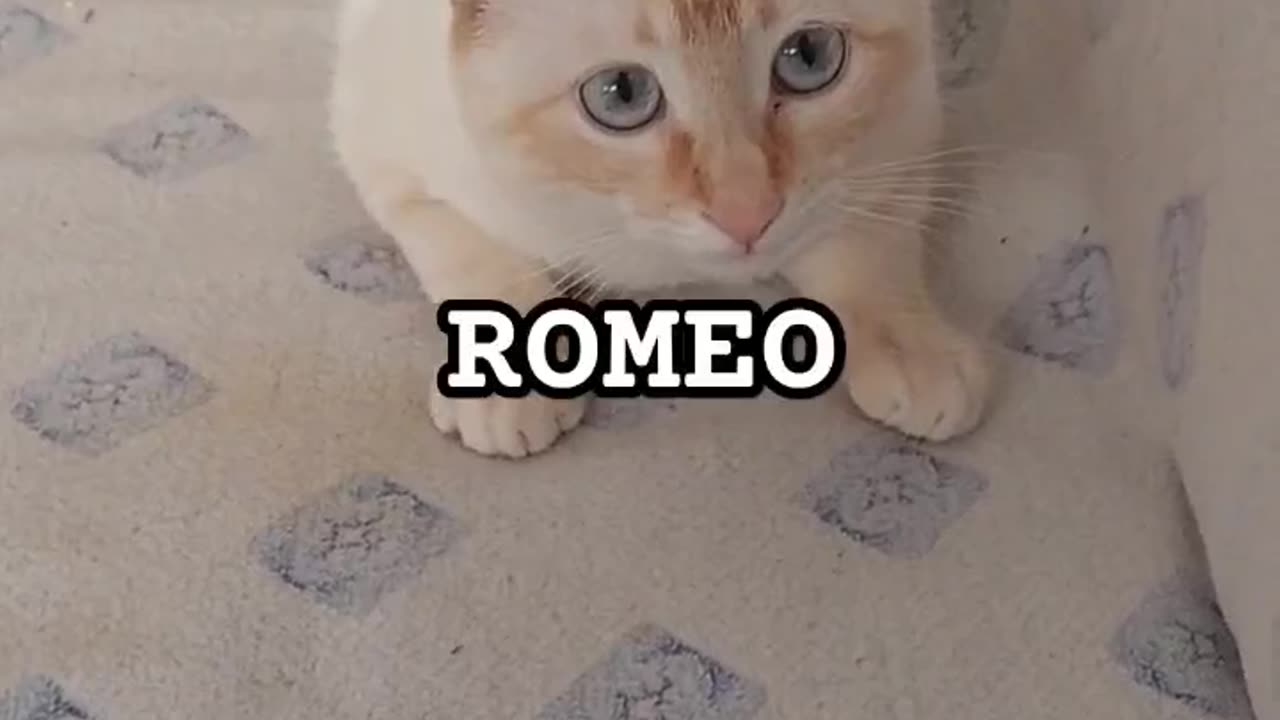CAT ROMEO ROKERO