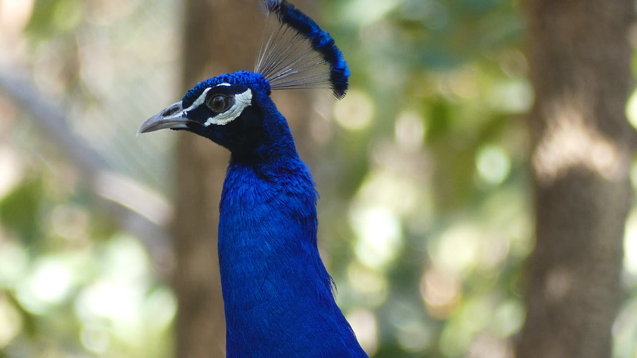 A Curious Peacock