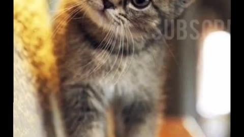 Hilarious Kitties | Cuteness Overload Inside 😂😻