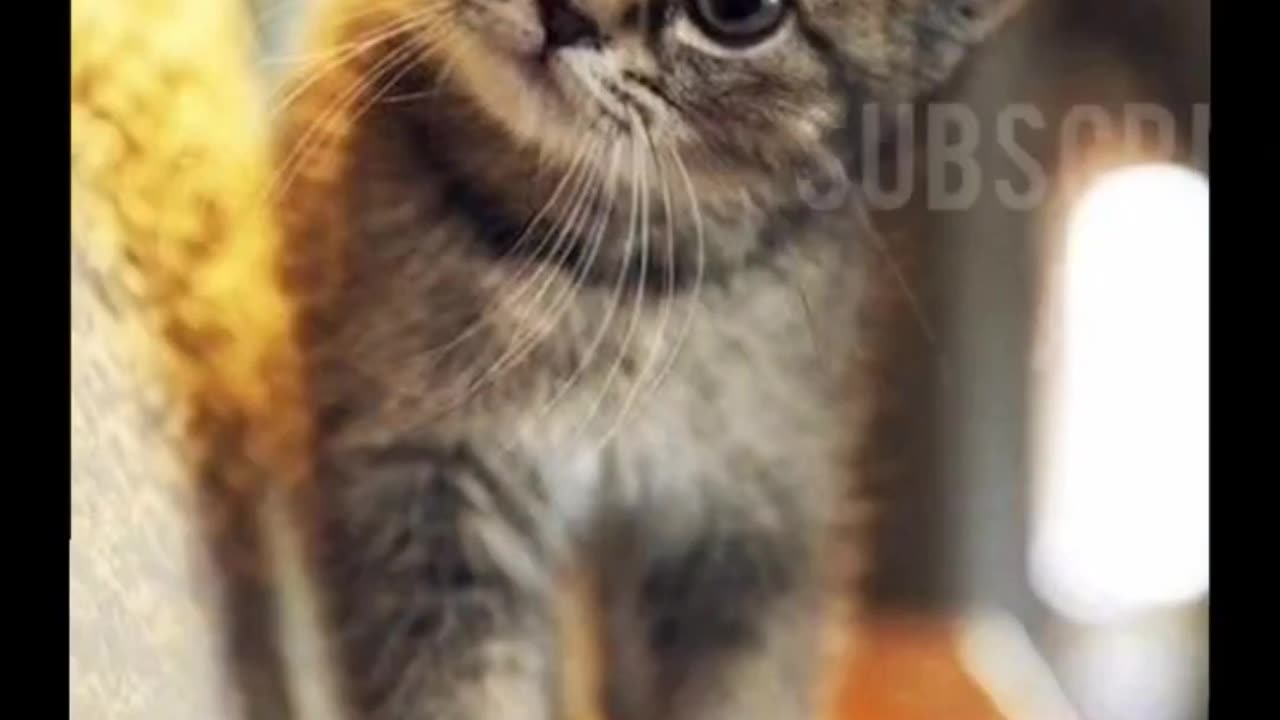 Hilarious Kitties | Cuteness Overload Inside ππ»