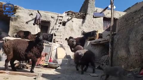 > “Afghan Village Cooking: Traditional Qabuli Pulao in the Mountains 🍚🇦🇫”