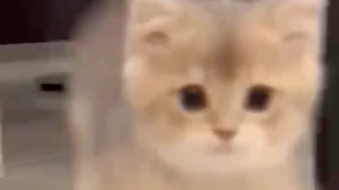 Try Not to Laugh! Hilarious Cute Cats Compilation #Shorts | Funny Cat Videos 2025