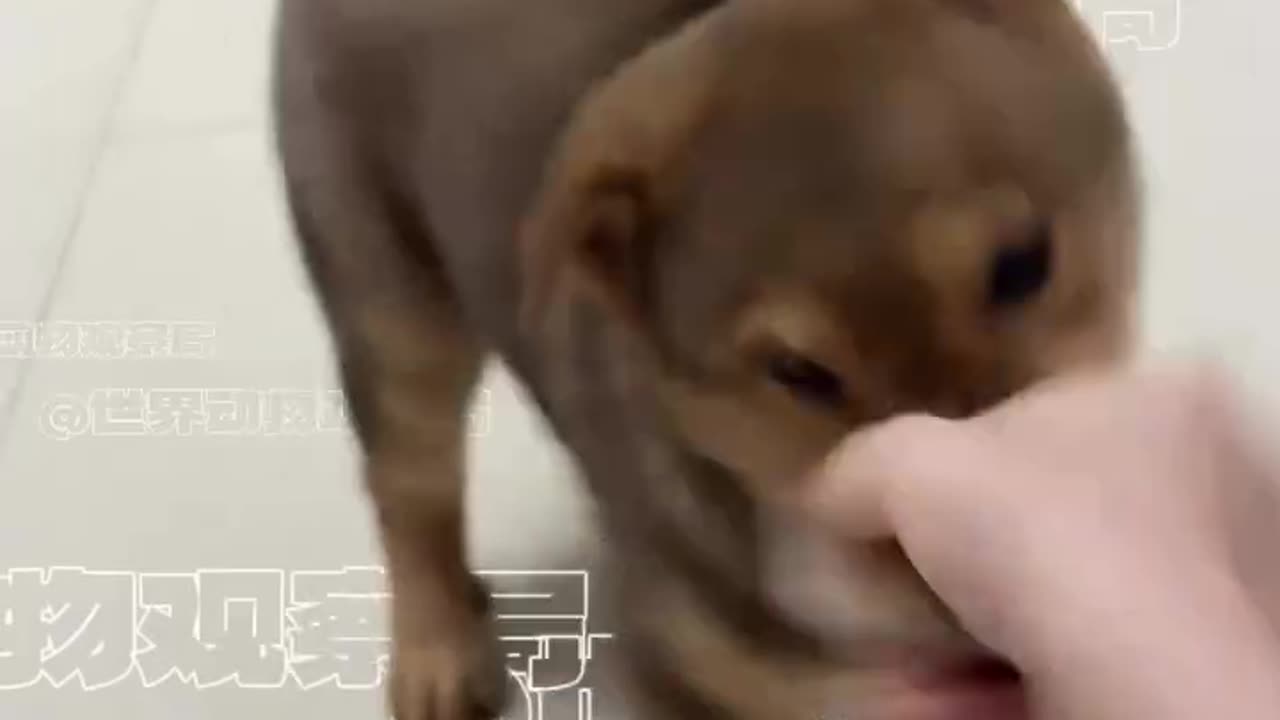 😂😹 Don't Laugh Challenge: Pet Edition 🐶🐾