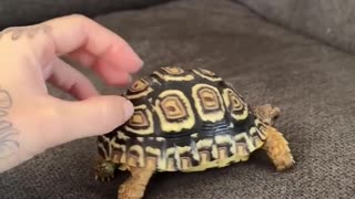 😂🐢 A Tortoise's Slow Adventures! | FunFM