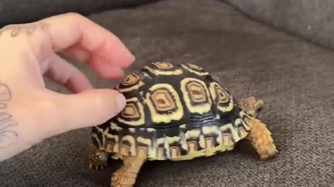 😂🐢 A Tortoise's Slow Adventures! | FunFM