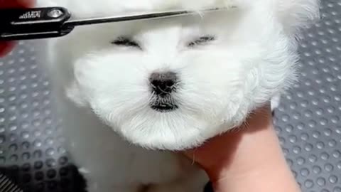 PuppyShareStudio’s Cutest Puppies 🐾😂 You Don’t Want to Miss This!"