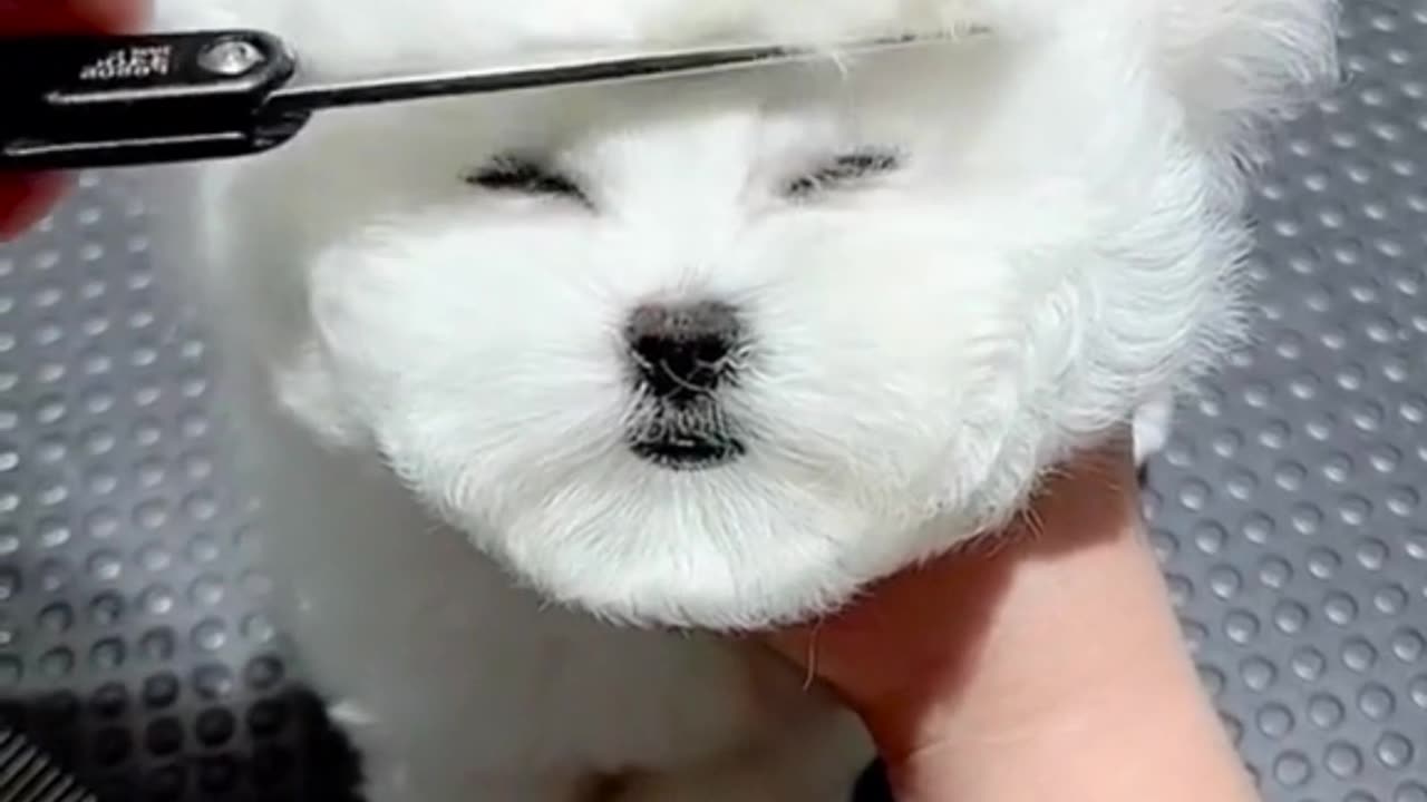 PuppyShareStudio’s Cutest Puppies 🐾😂 You Don’t Want to Miss This!"