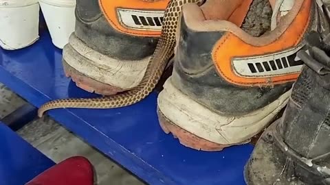 Snake