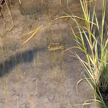 CRAB INTERACTS WITH OUR SHADOWS!