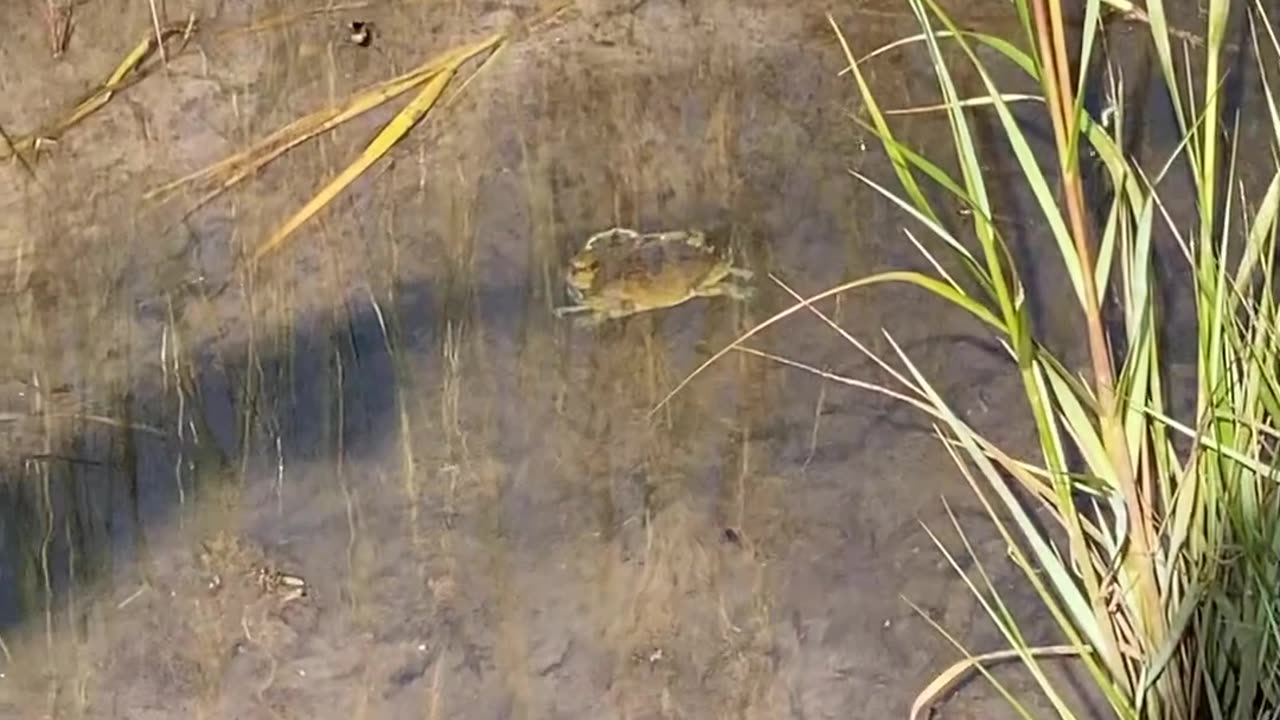 CRAB INTERACTS WITH OUR SHADOWS!