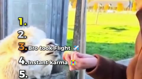 Funny Animals