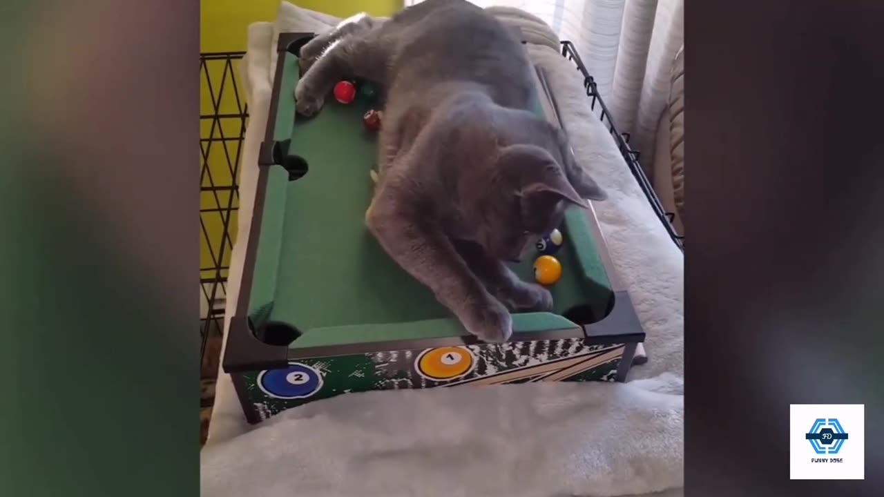 🐱🐱Funny and cute cats videos🐱🐱 of all time that make you laugh out loud