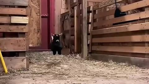 Funny Animals 2025 😂 - Funniest Cats and Dogs video