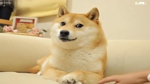 Doge (meme) Becoming Video