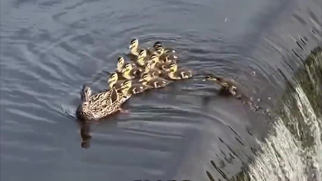 The Way Mama Duck Leads Them… Too Beautiful 💛