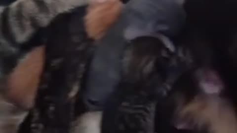 as 2 gatas teve gatinhos.mp4