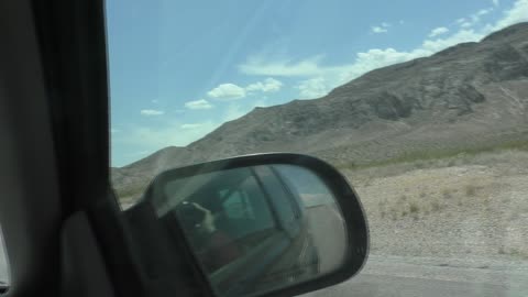 The Wendi bnkywuv creature loves creosote bushes!