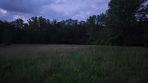 Another night, another coyote