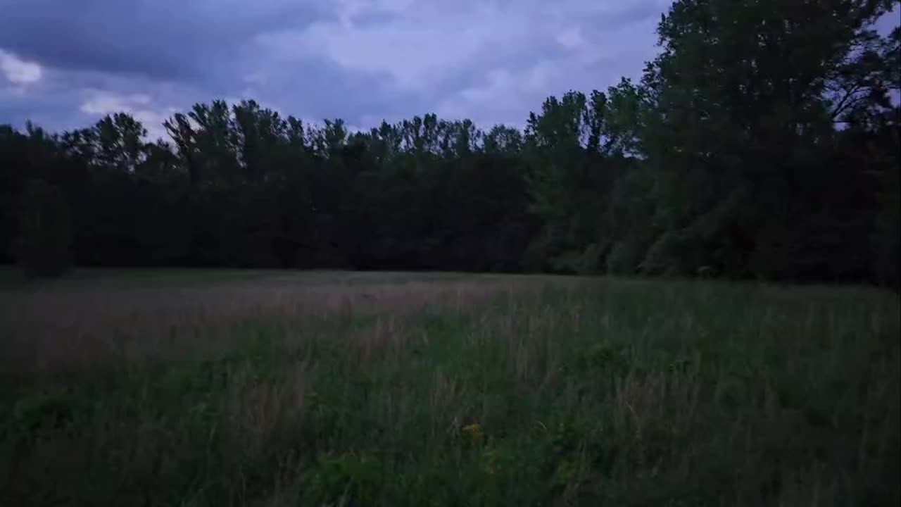 Another night, another coyote