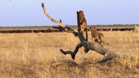 LIOINS ON THE KILLING SPREE