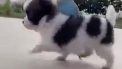 Cute Dog