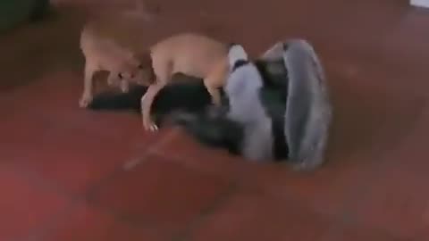 Play Time