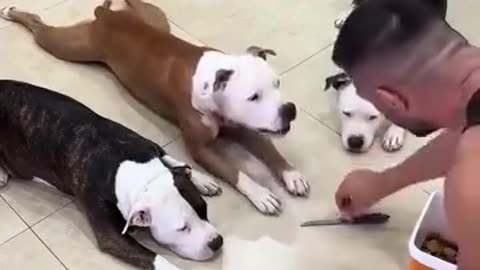 Amazing funny dogs 2025