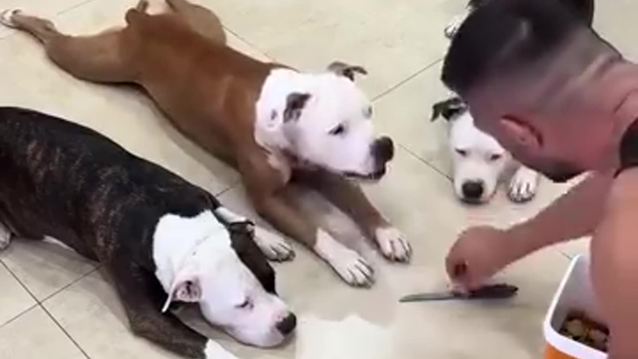 Amazing funny dogs 2025
