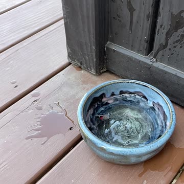 lanternfly shot in water