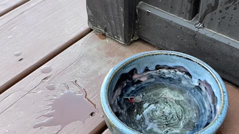 lanternfly shot in water