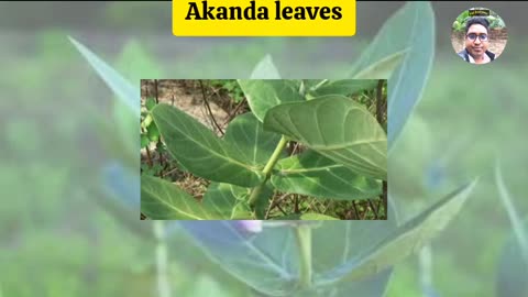 6 benefits of Akanda leaves