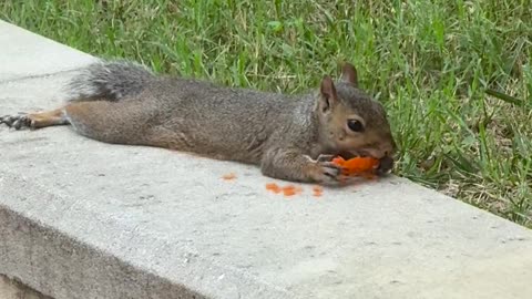 🥕 SQUIRREL'S RELAXING DAY WITH A CARROT! | FunFM