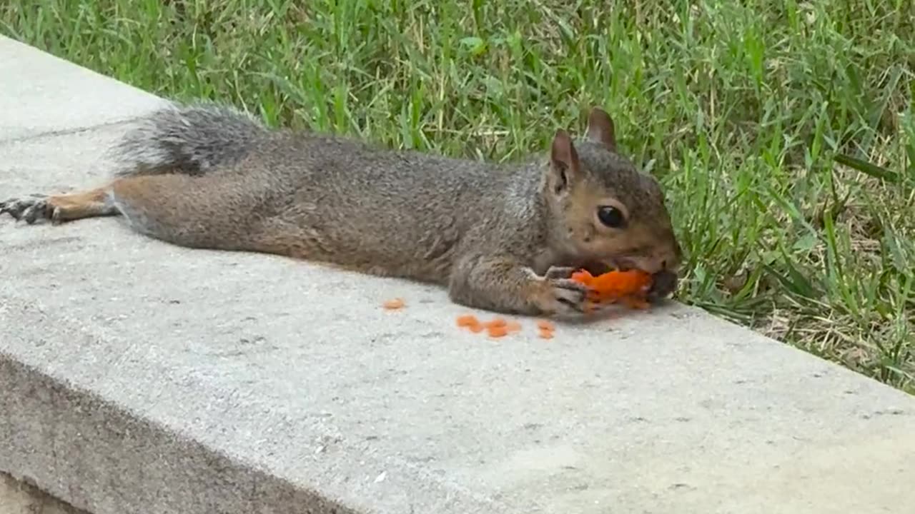 🥕 SQUIRREL'S RELAXING DAY WITH A CARROT! | FunFM