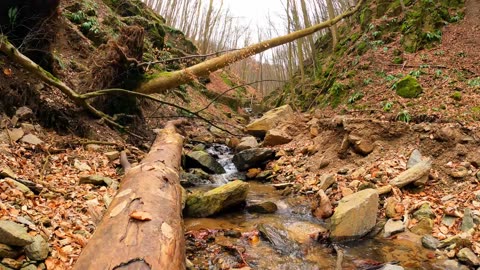 Enjoy the deep jazz music and watch the beauty of the beautiful stream, it's so beautiful