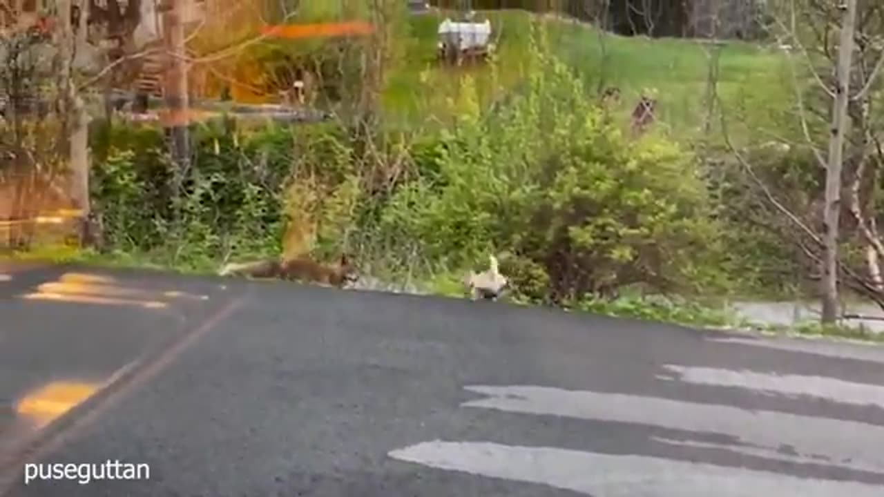 Funniest animals video. 2025